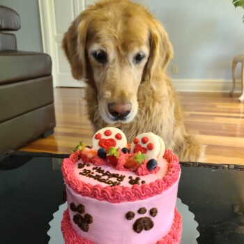 Dog Cake Toronto