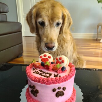 Happy Birthday Dog Cake Dog Cake Toronto